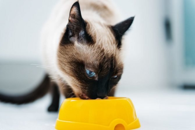 Чем кормить сиамского кота в домашних условиях кастрированного в 1 год, 2-3 месяца, кошку и котенка ответы на часто задаваемые вопросы