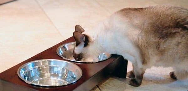 Чем кормить сиамскую кошку читайте статью