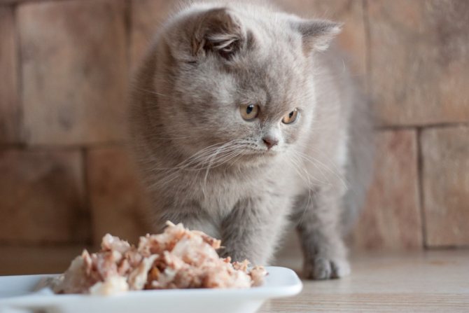 Чем кормить стерилизованную кошку и как часто
