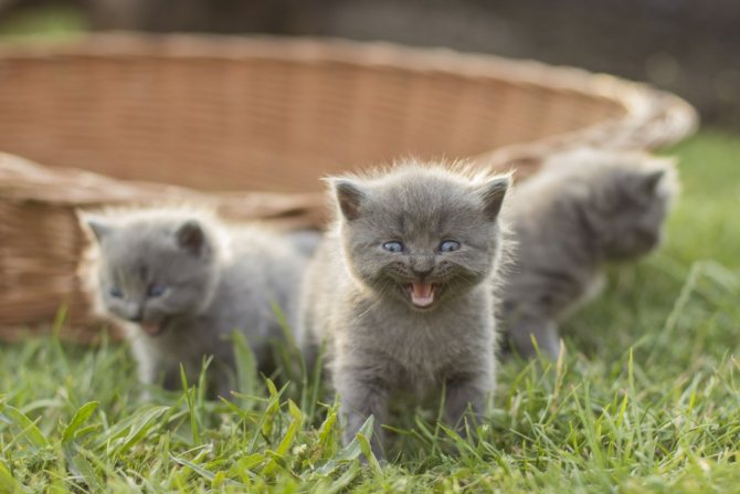 Чем кормить тайского котенка - питание кошки