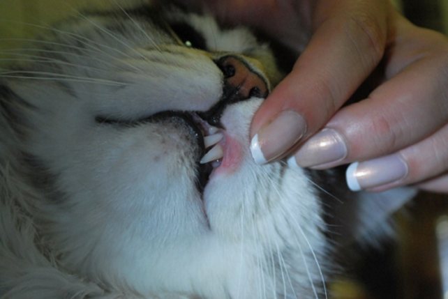 Чем лечить язву на губе у кошки Лечение язвы на губе у кошки