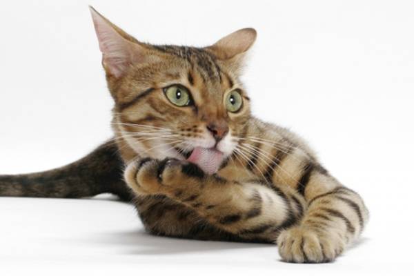 Чем лечить язву на губе у кошки Лечение язвы на губе у кошки