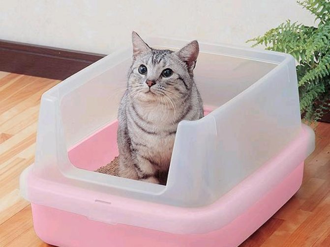 Чем мыть кошачий лоток для удаления запаха Чем мыть кошачий лоток подбор средств