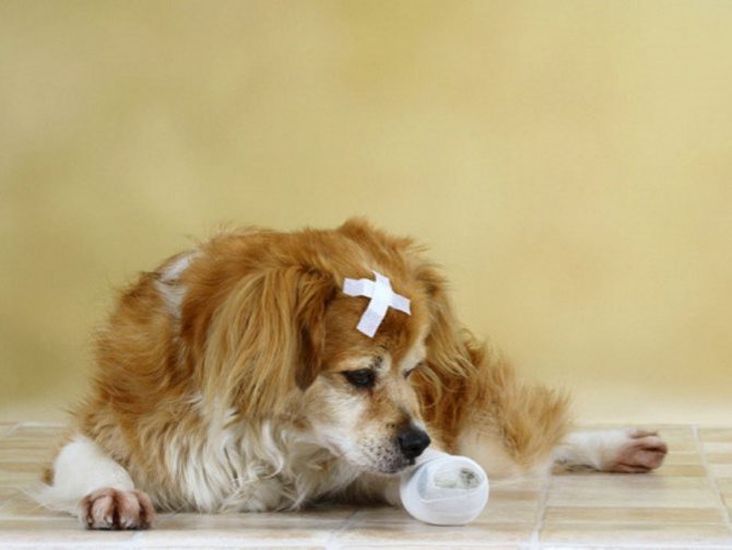 Чем обработать мокнущую рану у собаки