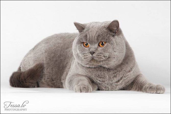 Чем отличаются британские коты от шотландских: фото британца