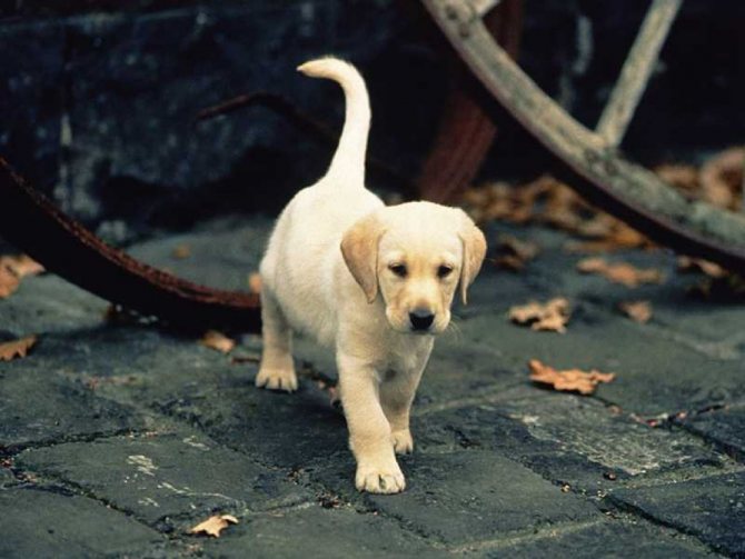 Через прогулку щенок познает окружающий мир