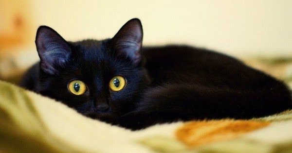 Черная кошка с выразительными глазами