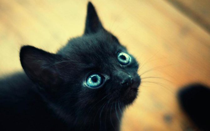 Черная кошка — символ необъяснимого и магического