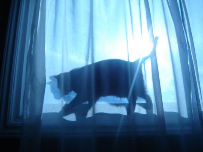 Черная кошка во сне - примета