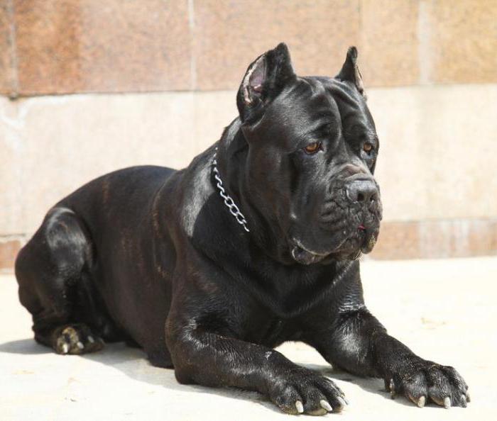 черная кудрявая собака порода