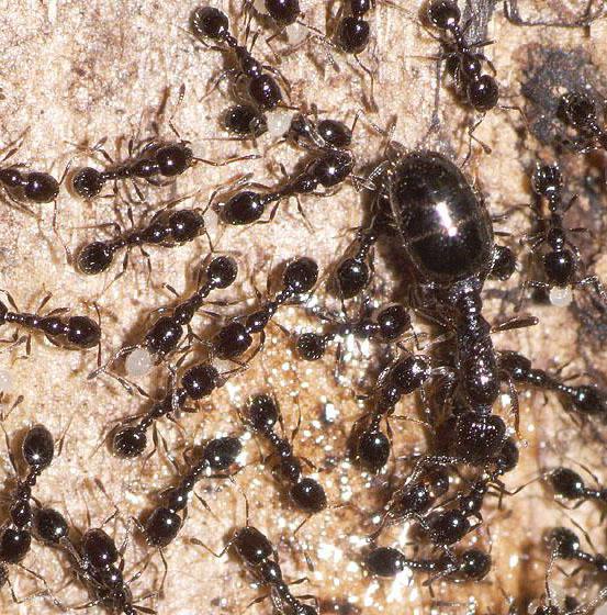 Черные муравьи с крыльями