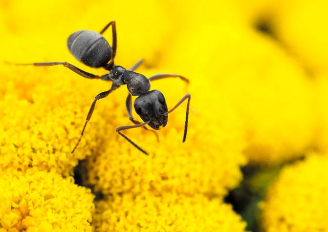 Черные муравьи вредят садовым цветам на даче