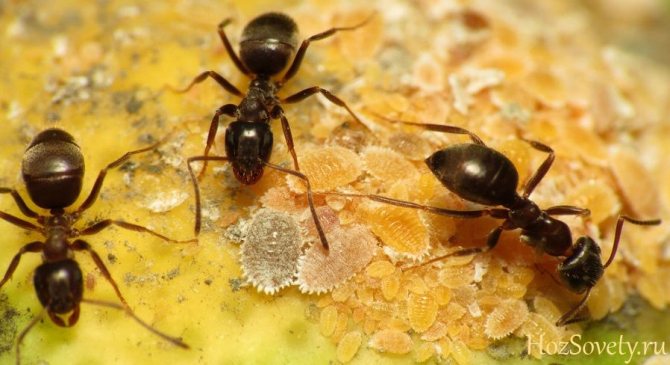 черные муравьи