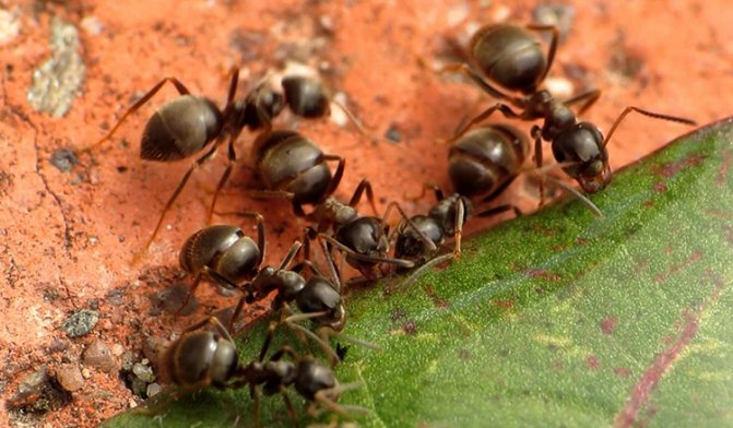 Черные садовые муравьи
