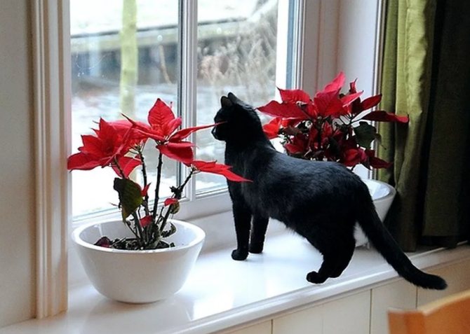 черный кот у окна
