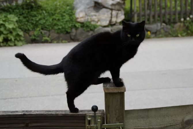 черный кот у порога