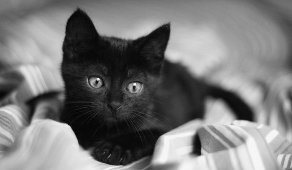 черный котенок