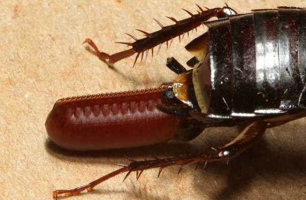 Чёрный-таракан-насекомое-Описание-особенности-виды-образ-жизни-и-среда-обитания-таракана-9