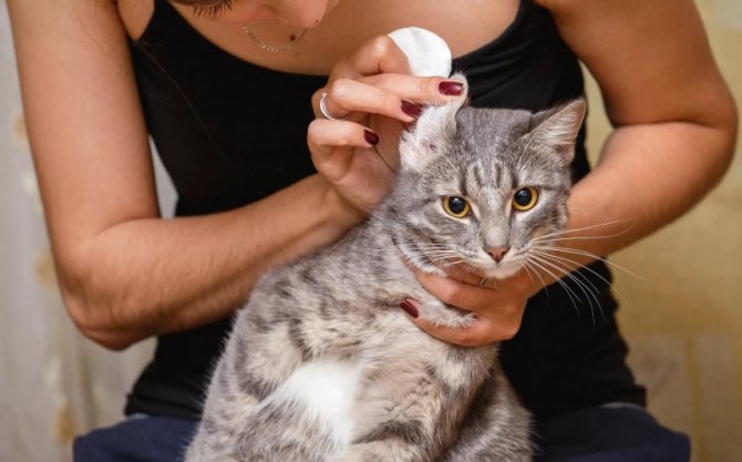 Чистка ушей – обычная гигиеническая процедур при уходе за кошкой
