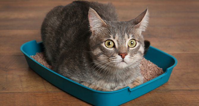 Чисто и без запаха: как правильно чистить кошачий лоток