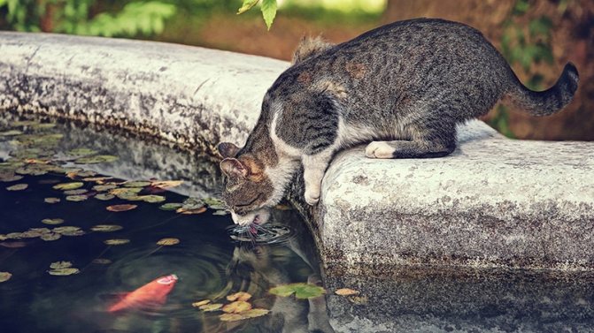 Чрезмерная жажда у кошки - побочные эффекты лекарств