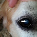 что делать, если появилось бельмо на глазу у собаки