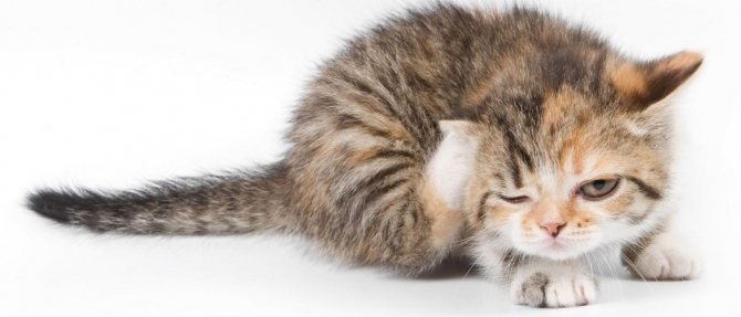 Что делать если у кота болячки на спине?