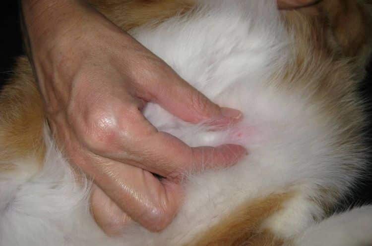 Что делать если у кота шишка на спине под кожей
