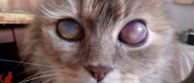 Что делать если у кота сильно опух глаз