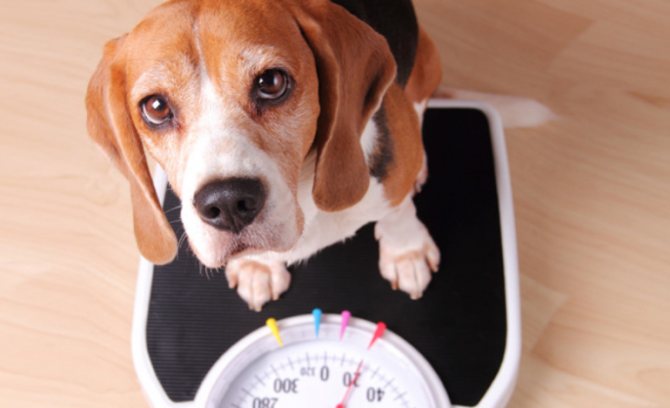 Что делать если ваша собака худеет