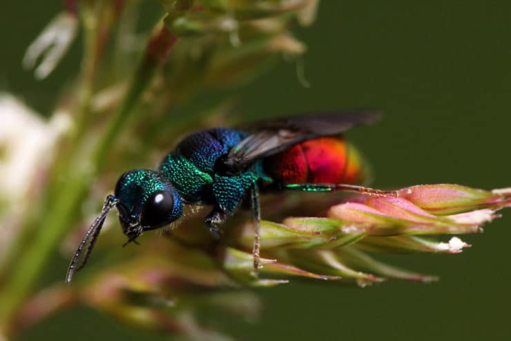 Что делают осы в природе