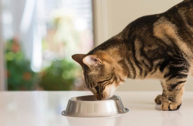 Что кушать коту после болезни