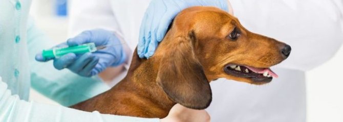 что нужно знать про вакцинацию собак