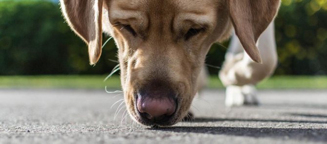 Что такое дегельминтизация собак