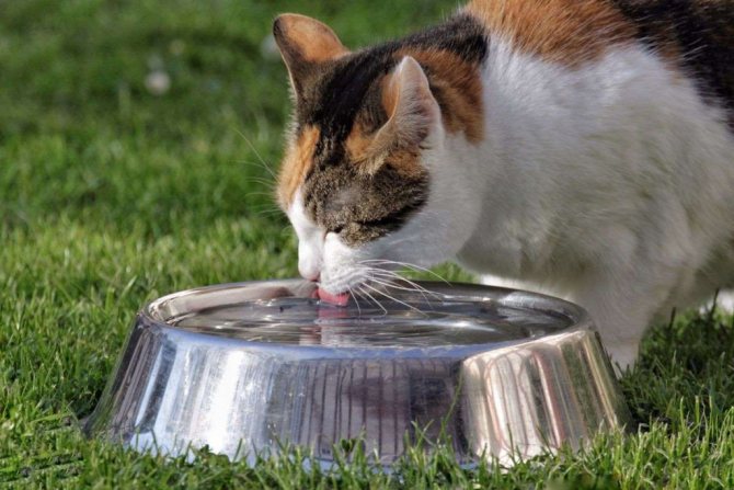 Что влияет на количество потребляемой кошкой воды в сутки
