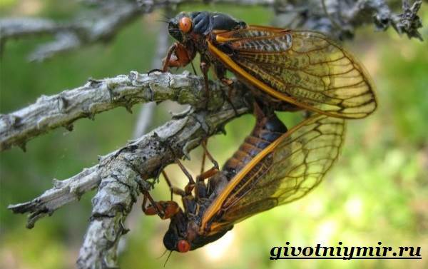 Цикада-насекомое-Образ-жизни-и-среда-обитания-цикады-7