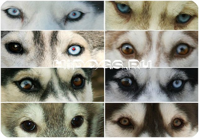 Цвет глаз у Хаски, какой может быть по стандарту, особенности разных глаз.