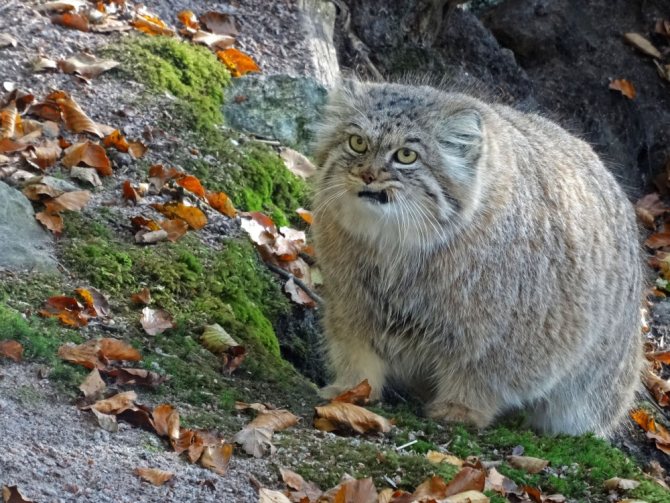 Дальневосточный лесной кот - фото, описание и характеристика породы