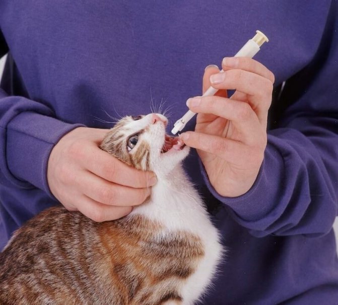 дать таблетку коту при помощи шприца