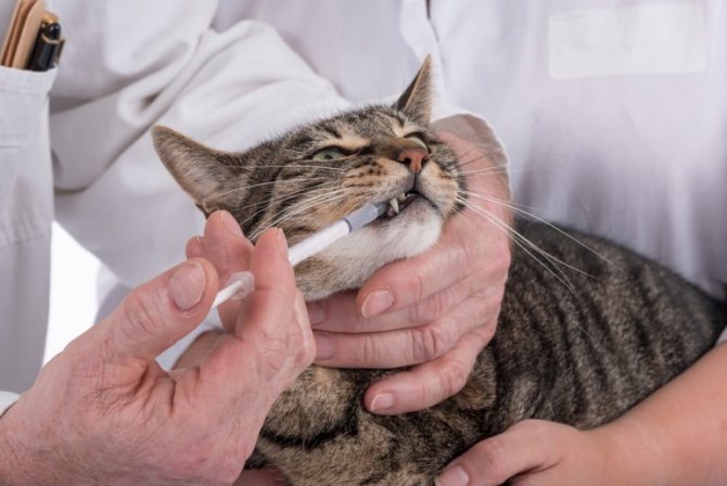 Давать лекарство кошке