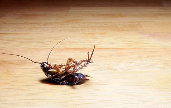 Даже отравленные тараканы могут представлять опасность - прежде всего, для домашних животных, которые могут их съесть...