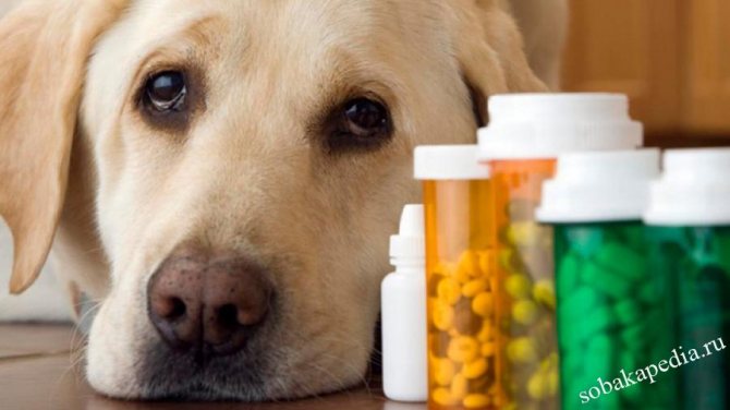 Дегельминтизация собак перед прививкой — когда необходима и как проводится