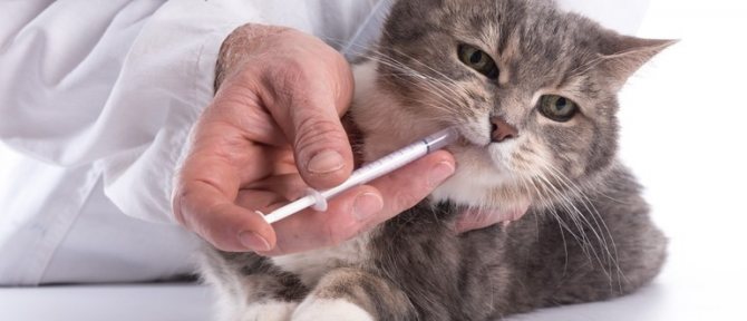 Действие глистогонных препаратов для кошек