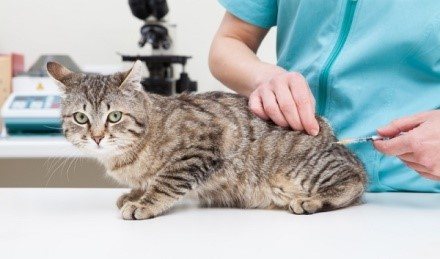 Дексаметазон для кота для чего назначают: кортикостероиды для кошек