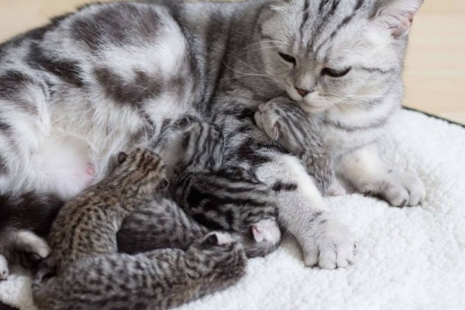 «Дексаметазон» противопоказан беременным и кормящим кошкам
