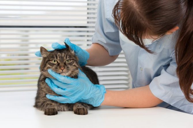 Дерматофития у кошек: признаки и лечение. Меры предосторожности