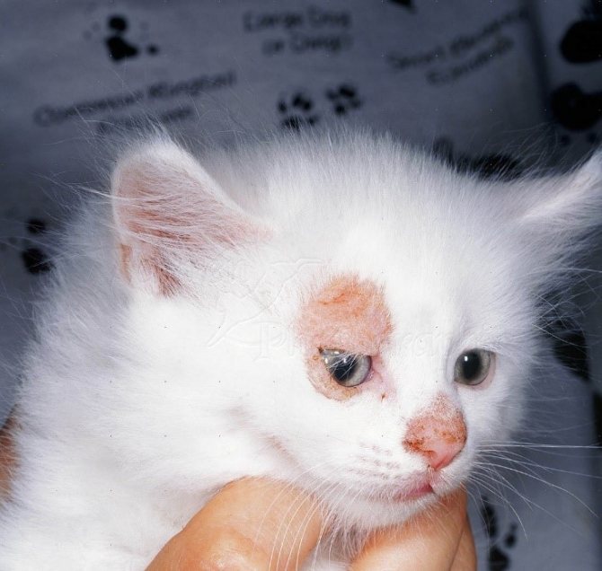 Дерматофитоз у котёнка