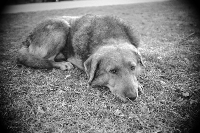 Дерматомикоз у собак: лечение и симптомы заболевания