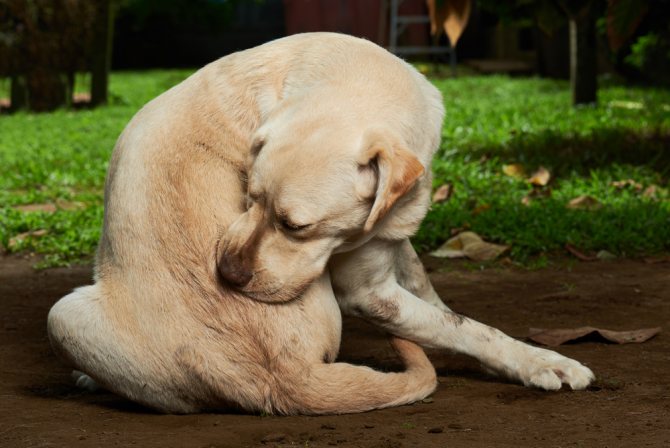 Дерматомикозы (лишай) у собак — признаки, фото и лечение (в домашних условиях)