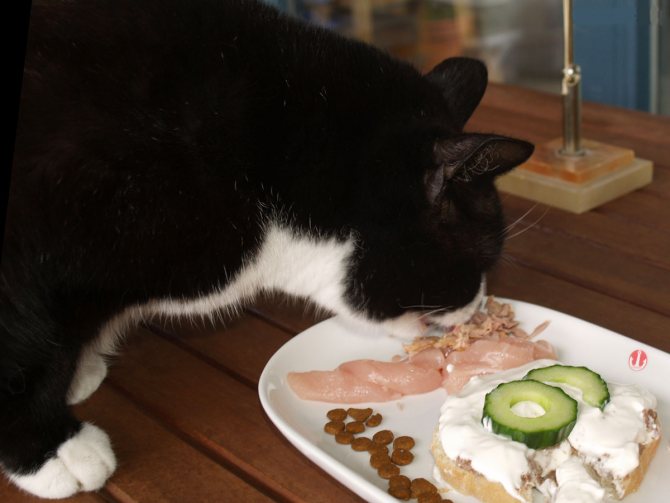 Десять мифов о питании для кошек